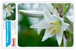 BURO BU-M20041 рисунок/лилия 230х180х2мм Коврик для мыши